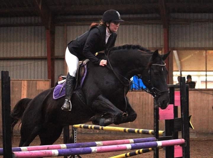 Tysk Varmblod Zafir billede 4