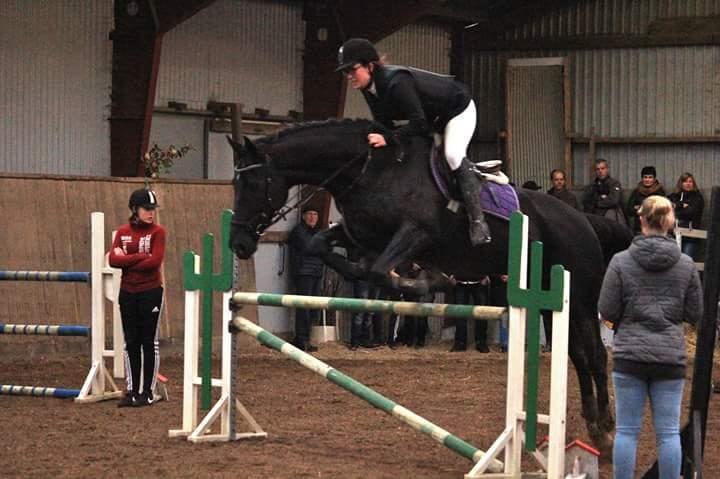 Tysk Varmblod Zafir billede 5