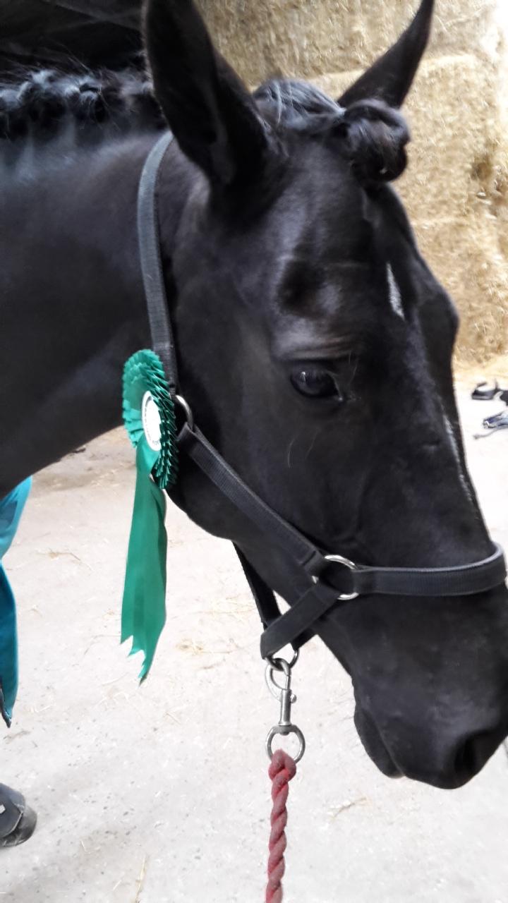 Tysk Varmblod Zafir billede 7