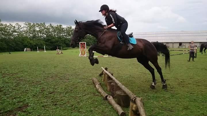 Tysk Varmblod Zafir billede 8