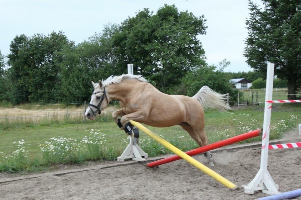 Welsh Partbred (Sec F) Fredens Beluga billede 2