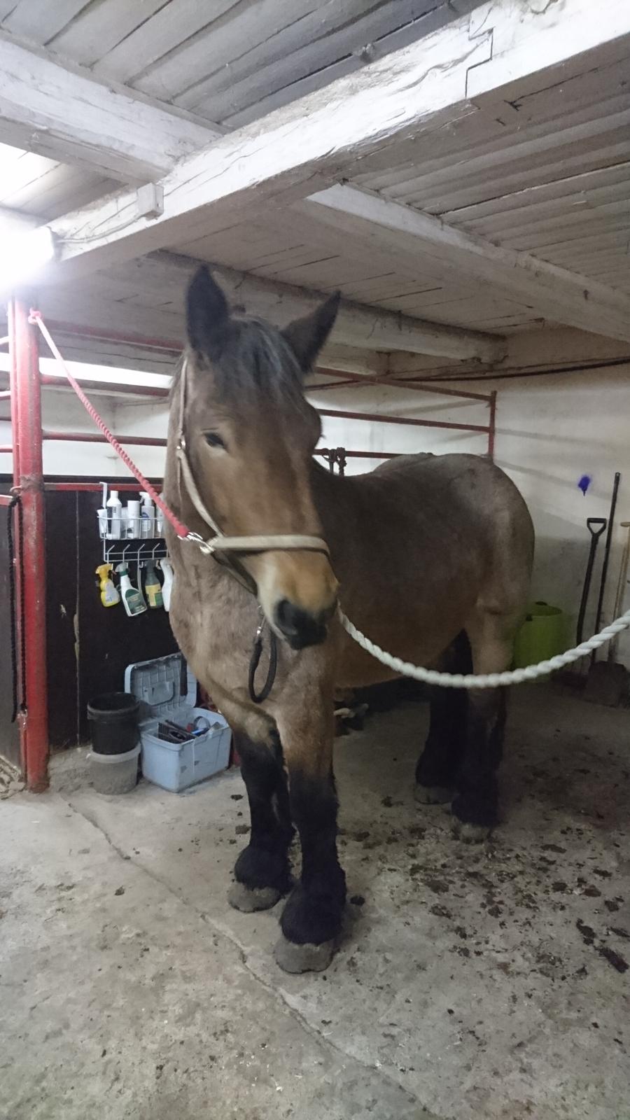 Belgier Donna (solgt) billede 1