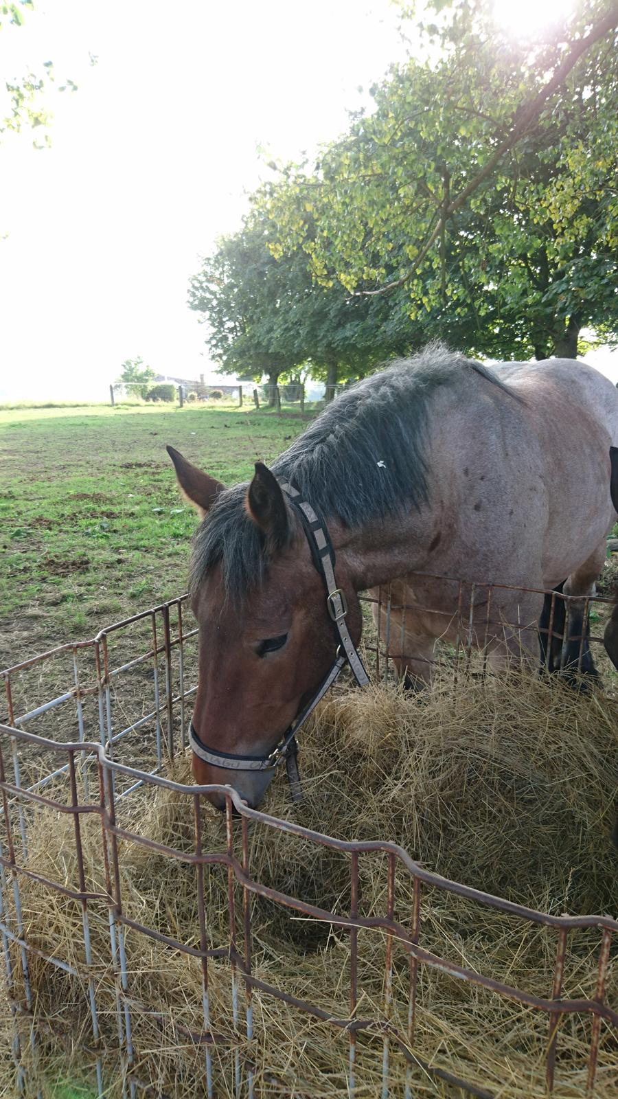 Belgier Donna (solgt) billede 2