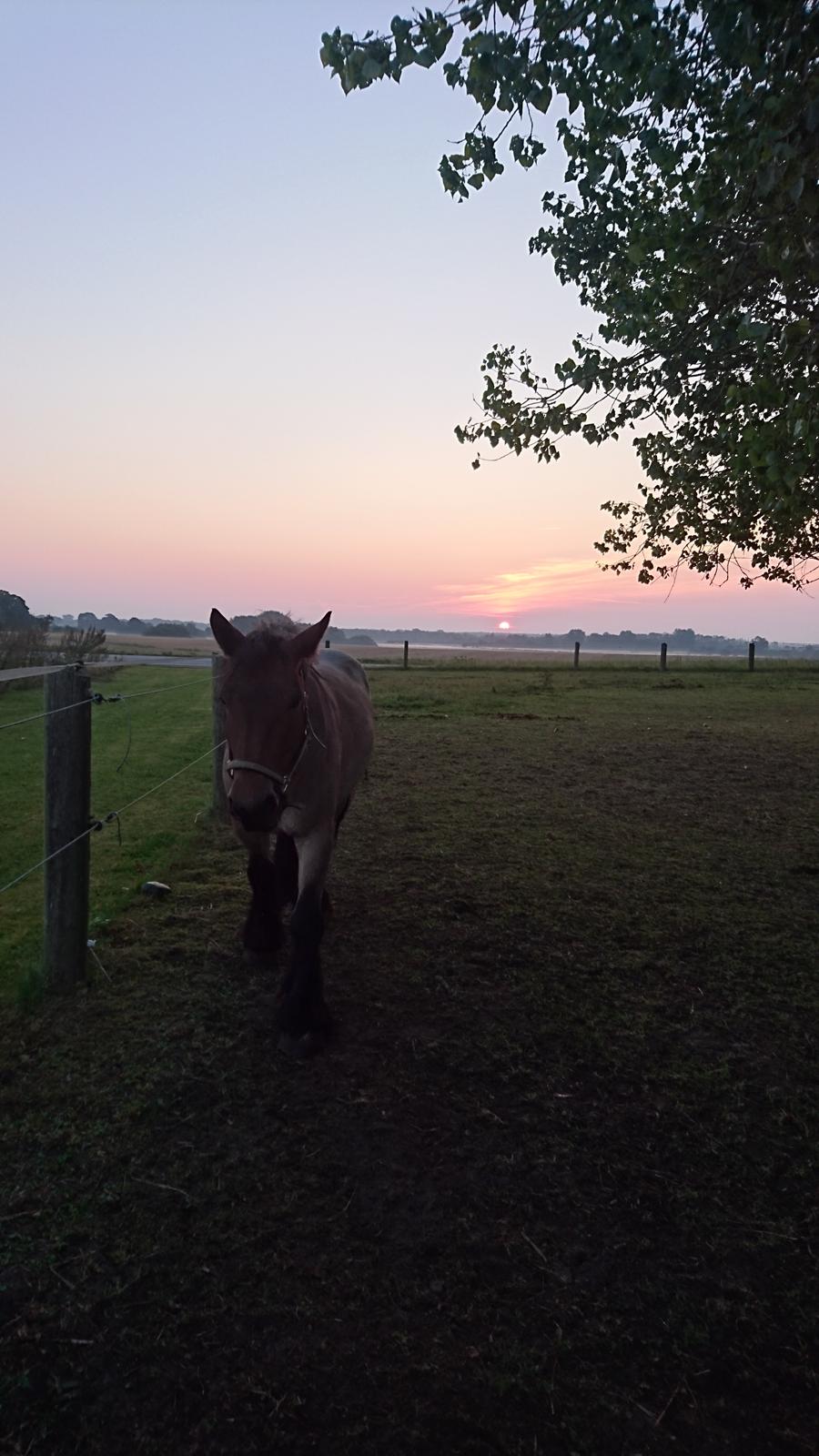 Belgier Donna (solgt) billede 3