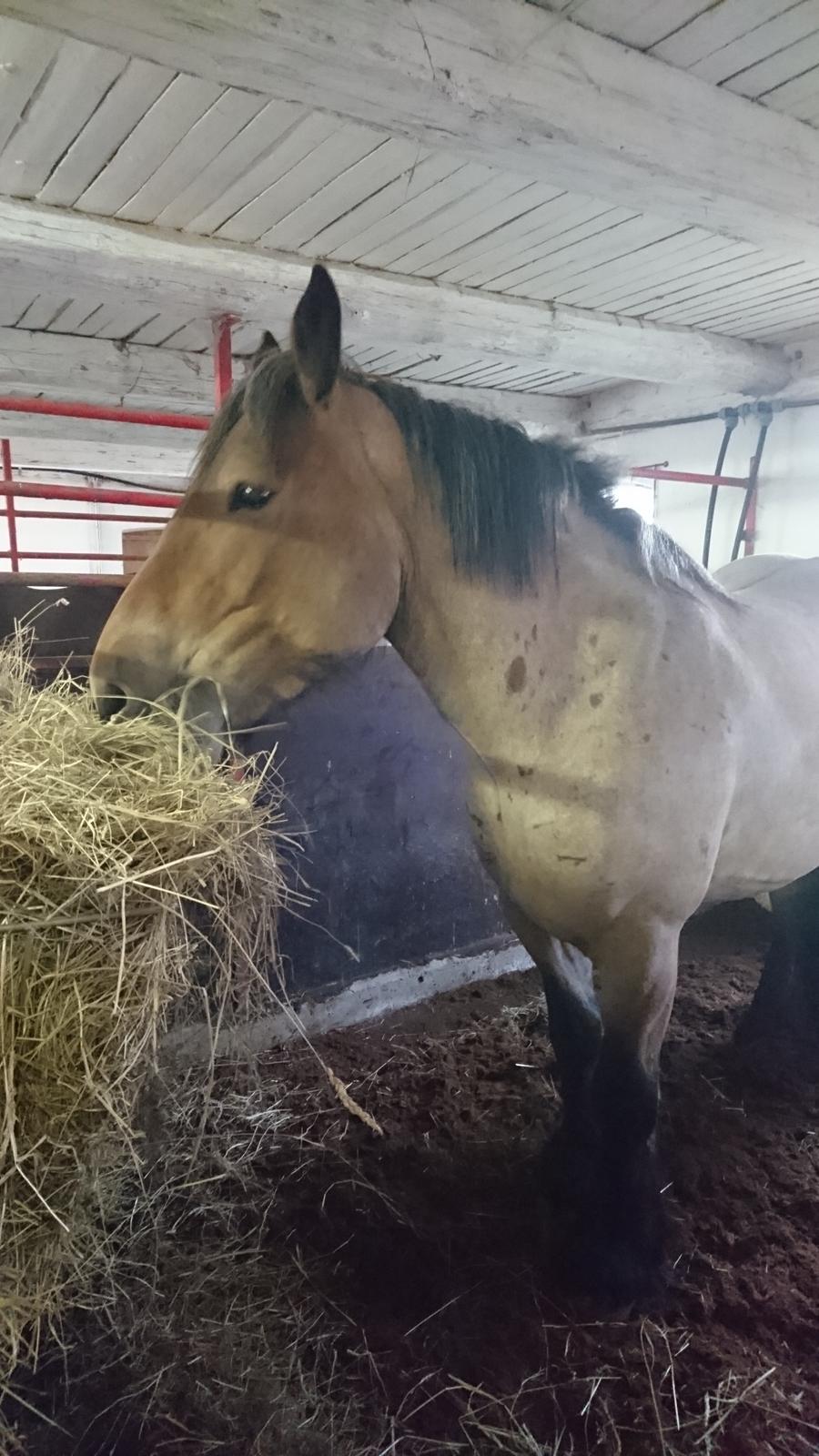 Belgier Donna (solgt) billede 4