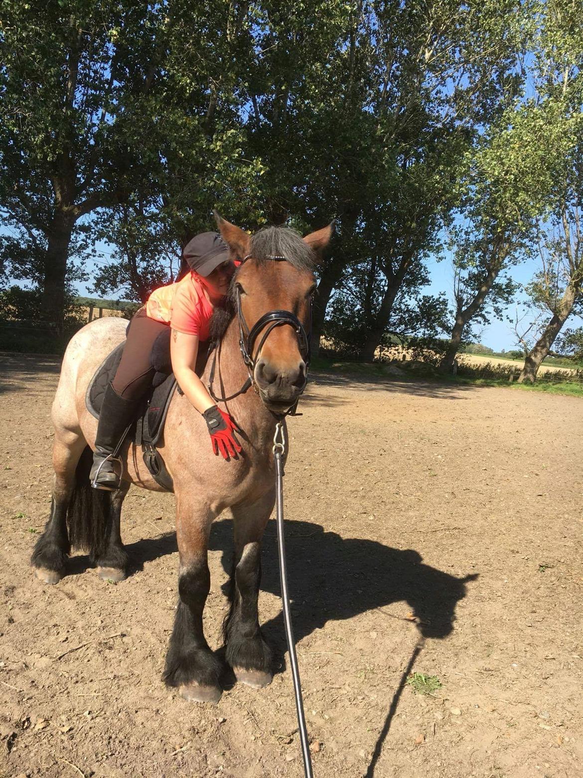 Belgier Donna (solgt) billede 5