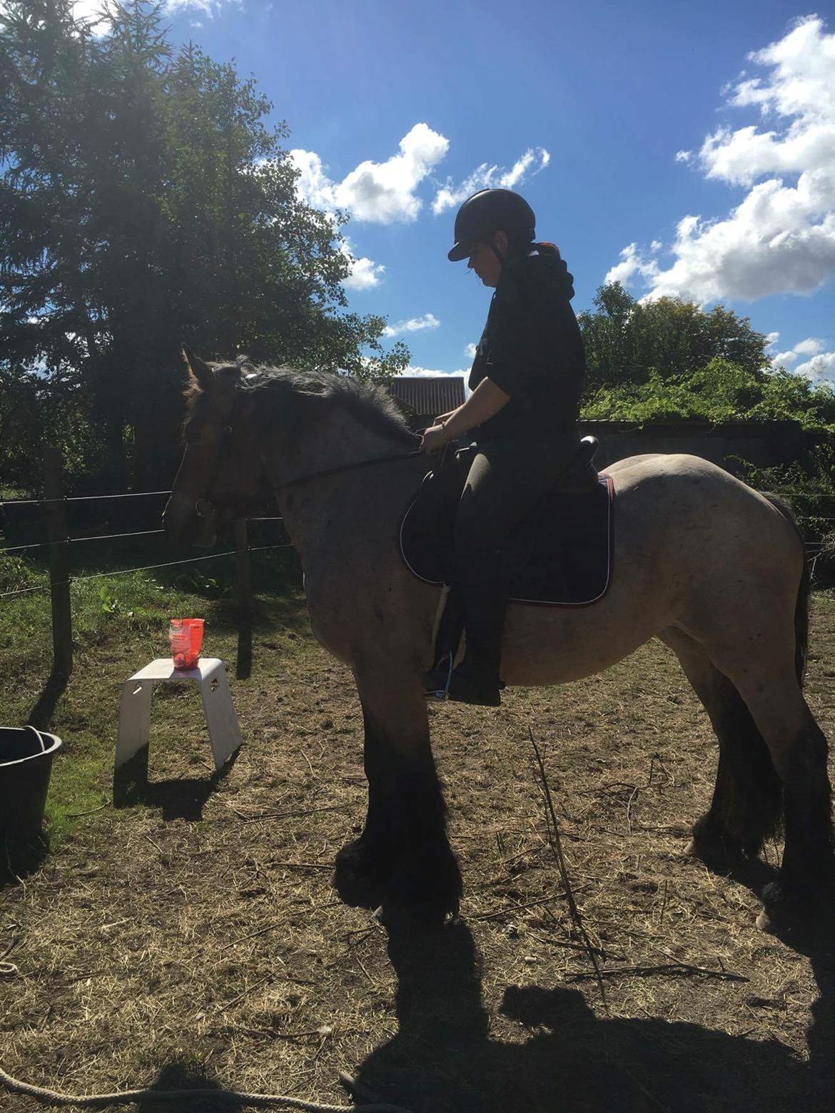 Belgier Donna (solgt) billede 6