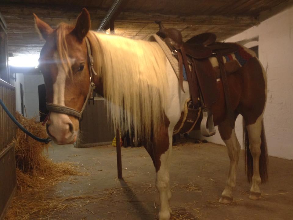 Paint Blue Leo San billede 5