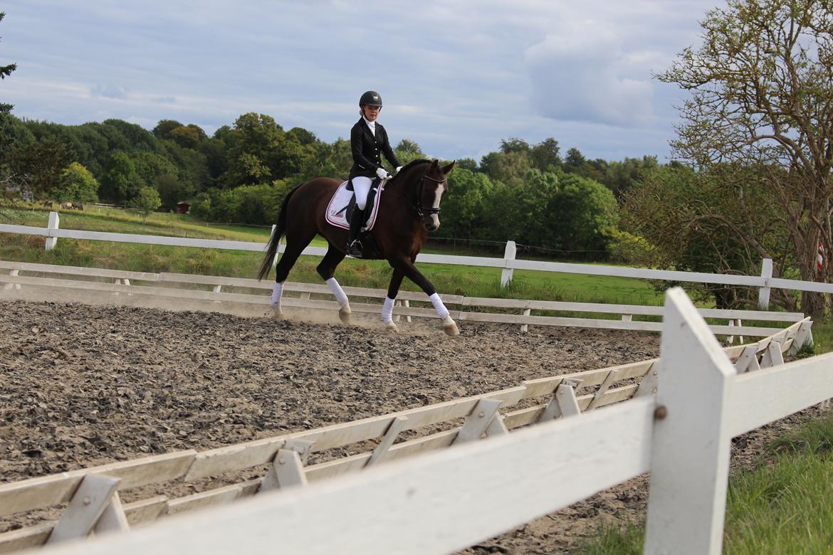 Anden særlig race Klintegårdens Kasus billede 2