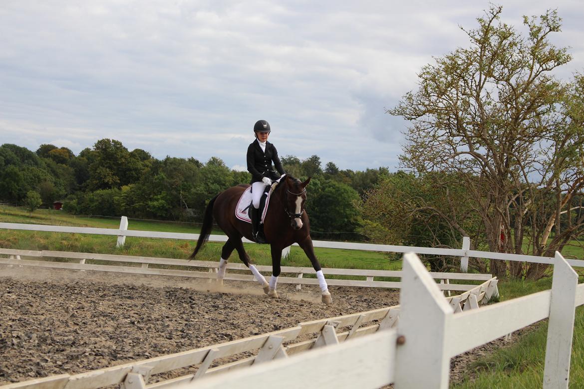 Anden særlig race Klintegårdens Kasus billede 7