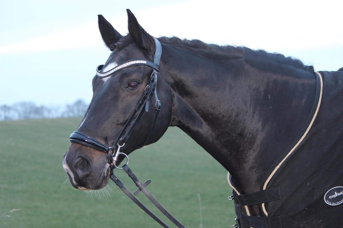 Oldenborg Another one 2 (Dundee) - min smukke og elskede hest😻 billede 12