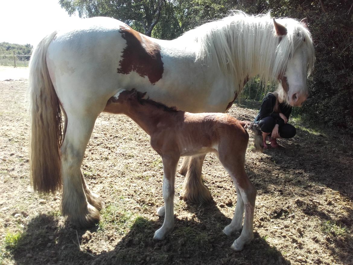 Irish Cob Sir Reje billede 1