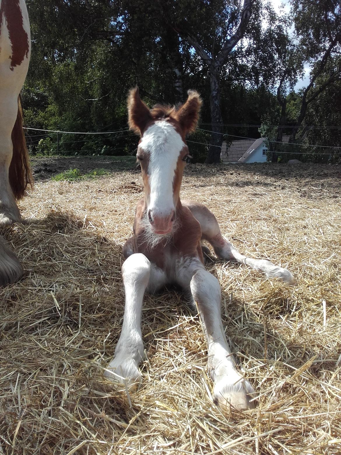 Irish Cob Sir Reje billede 2