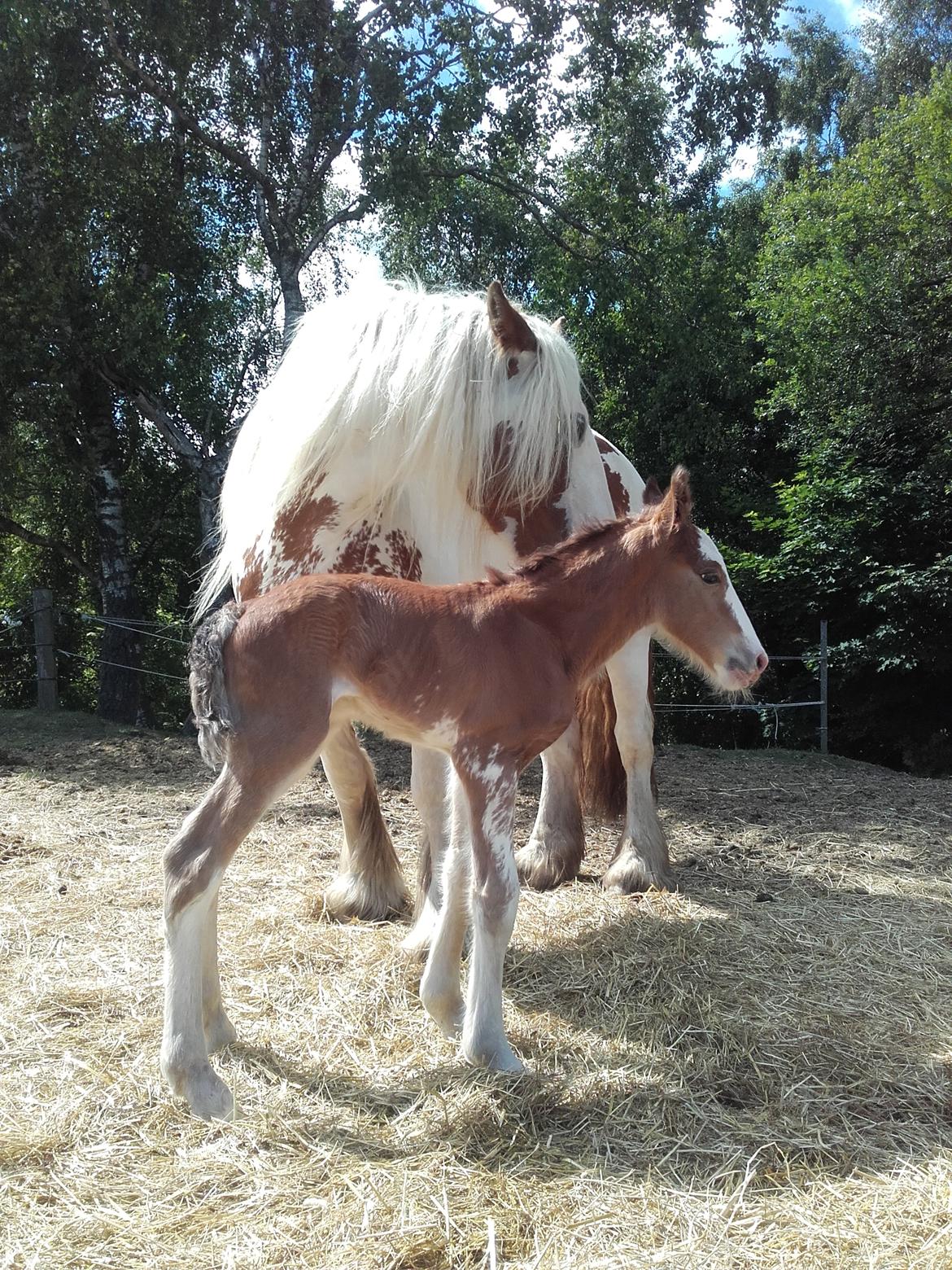 Irish Cob Sir Reje billede 3