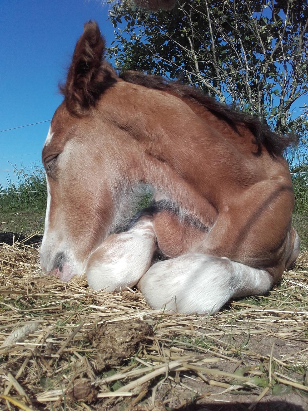 Irish Cob Sir Reje billede 4