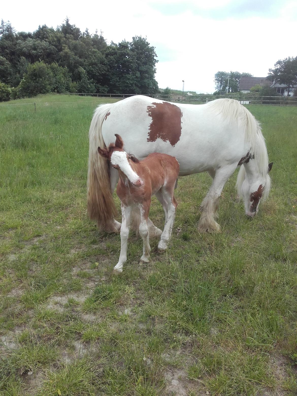 Irish Cob Sir Reje billede 5