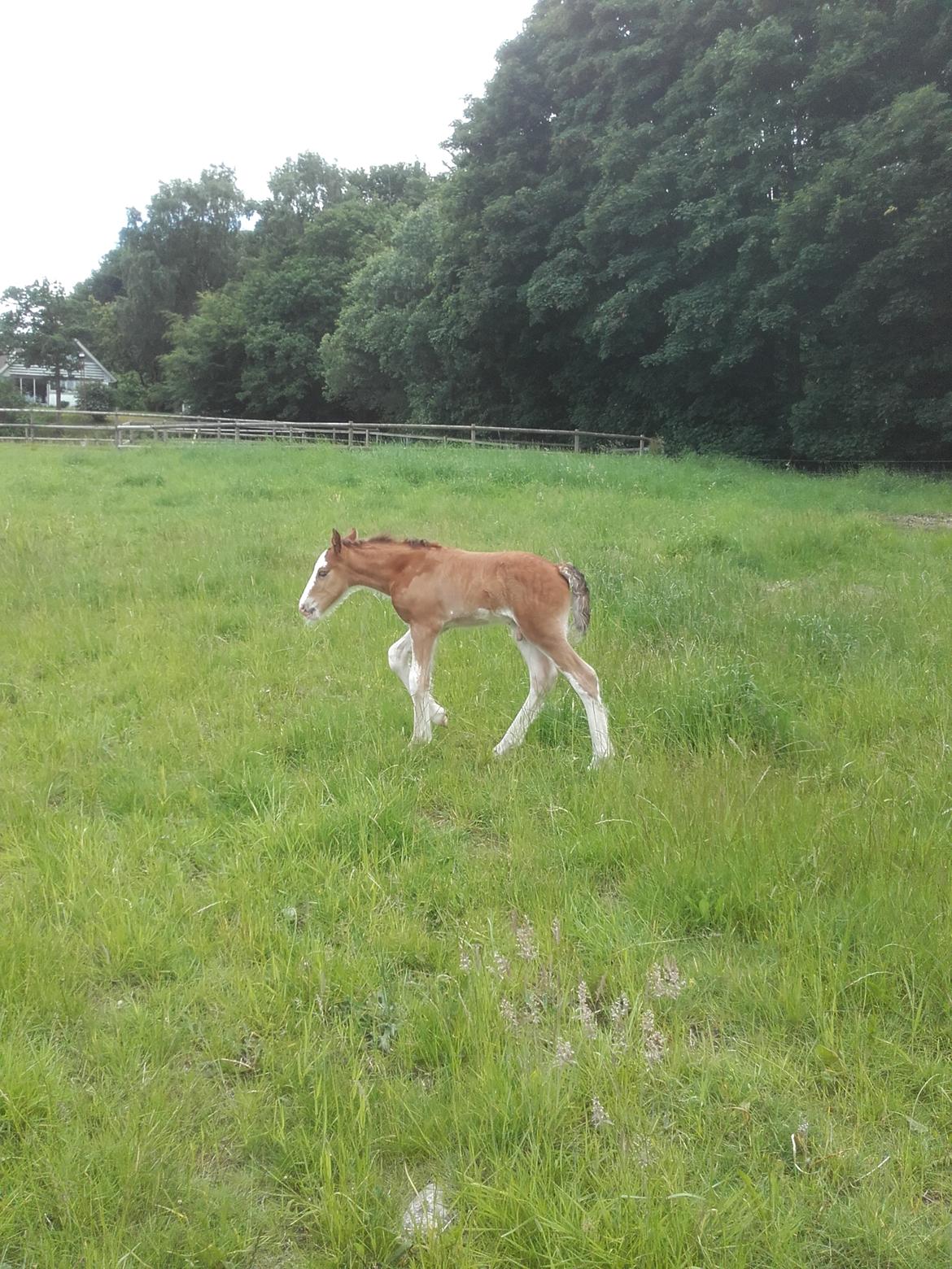 Irish Cob Sir Reje billede 6