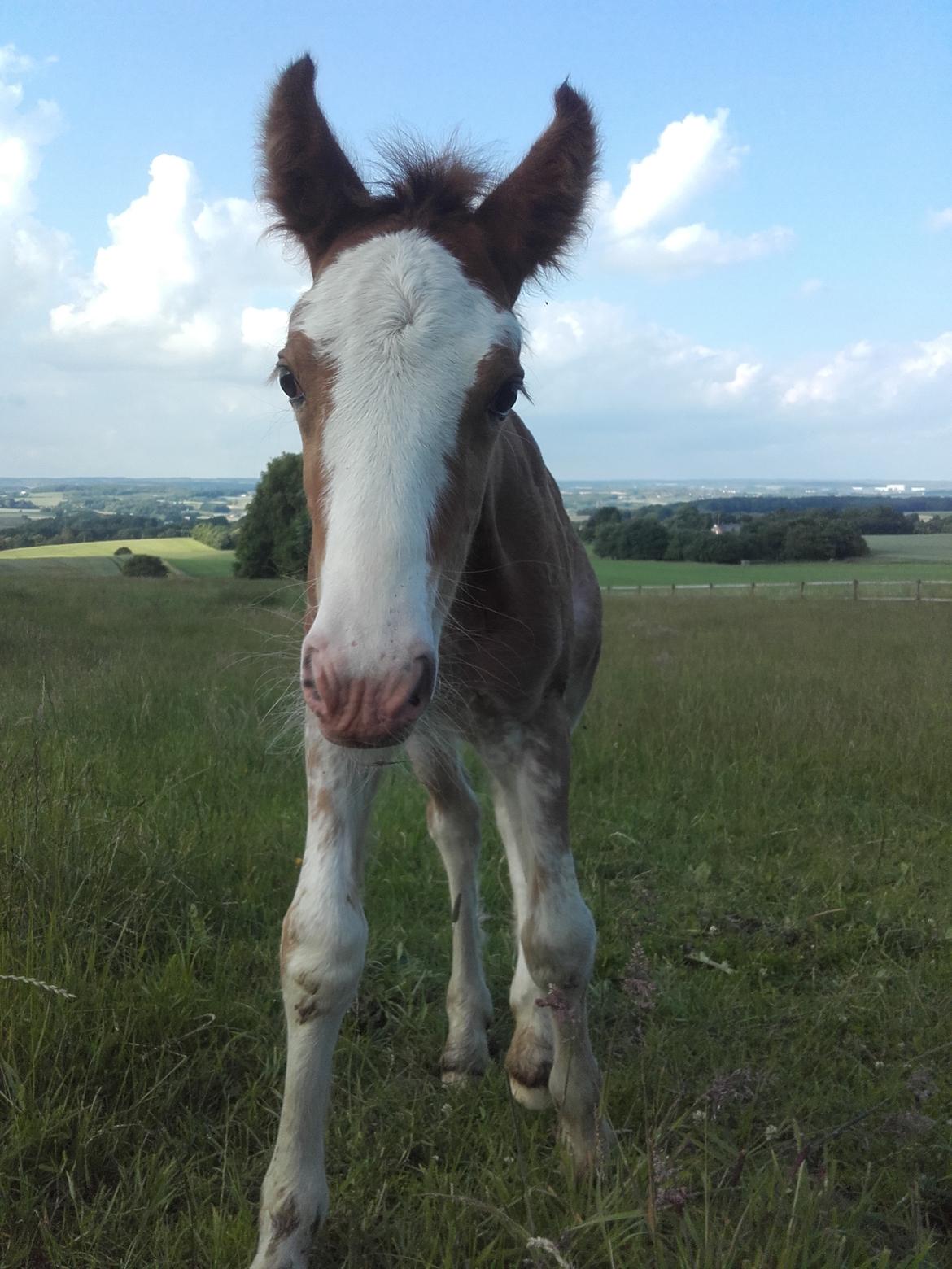 Irish Cob Sir Reje billede 7