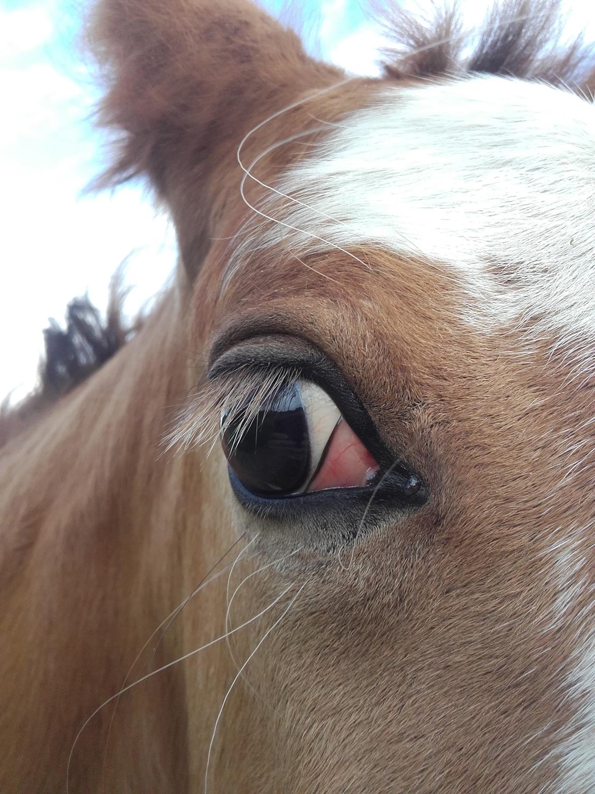 Irish Cob Sir Reje billede 8