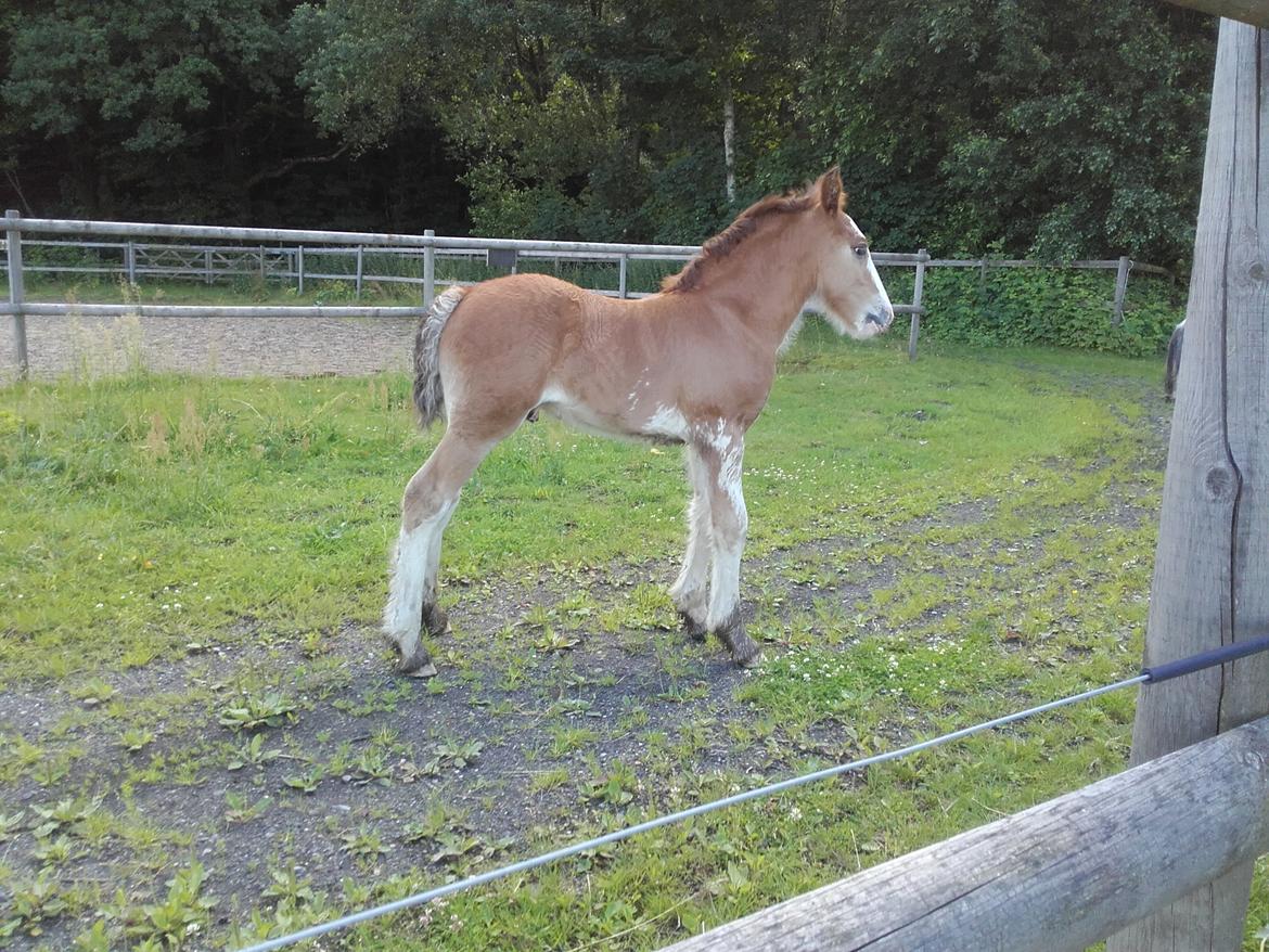 Irish Cob Sir Reje billede 9