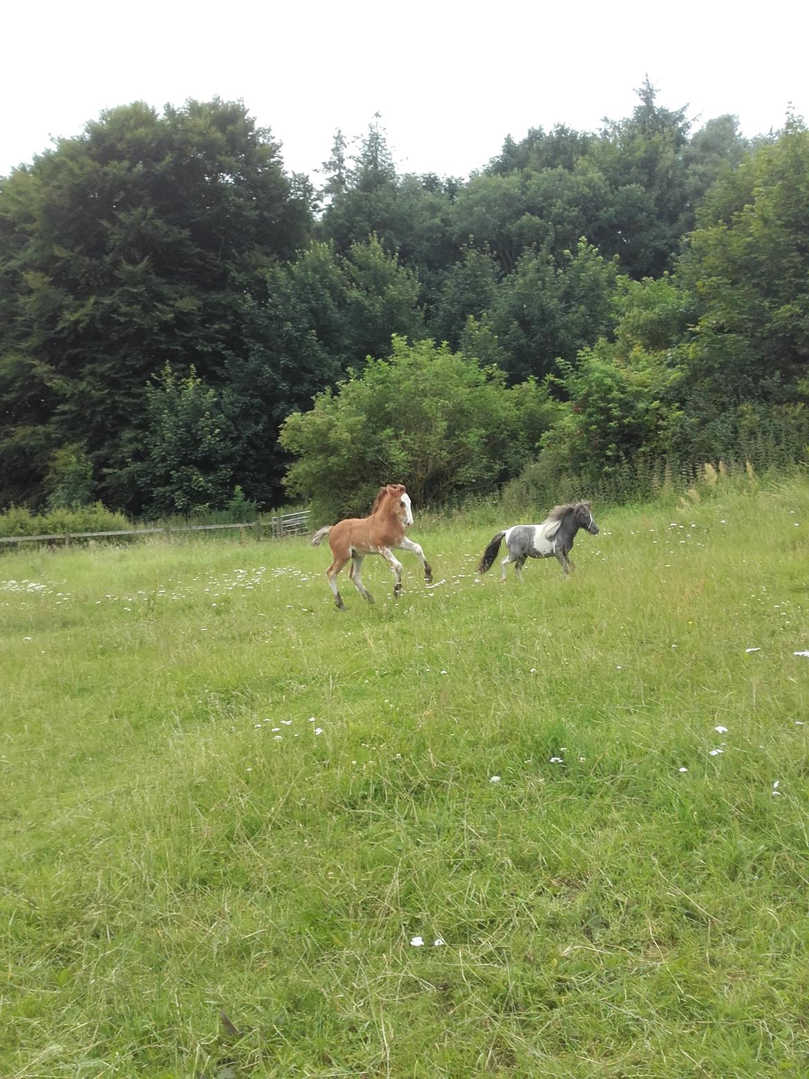 Irish Cob Sir Reje billede 10