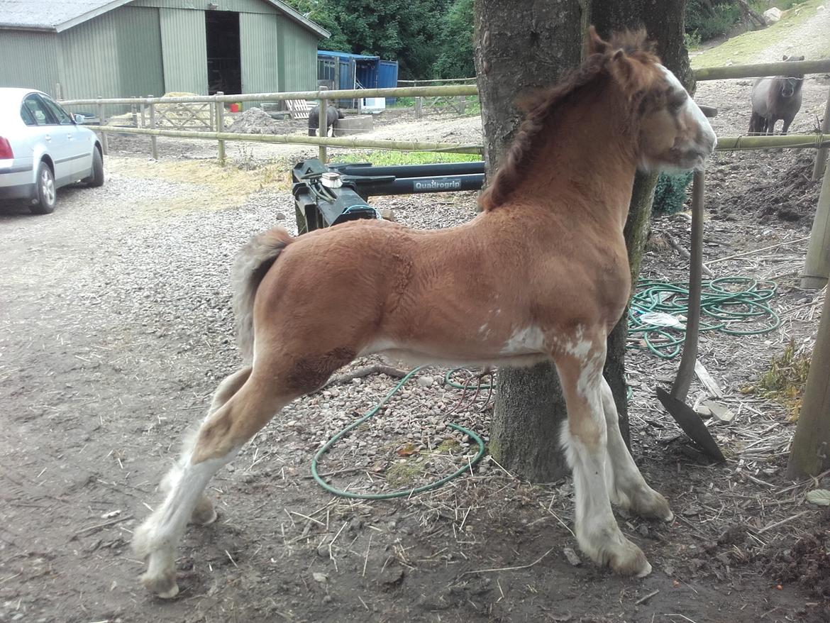 Irish Cob Sir Reje billede 11