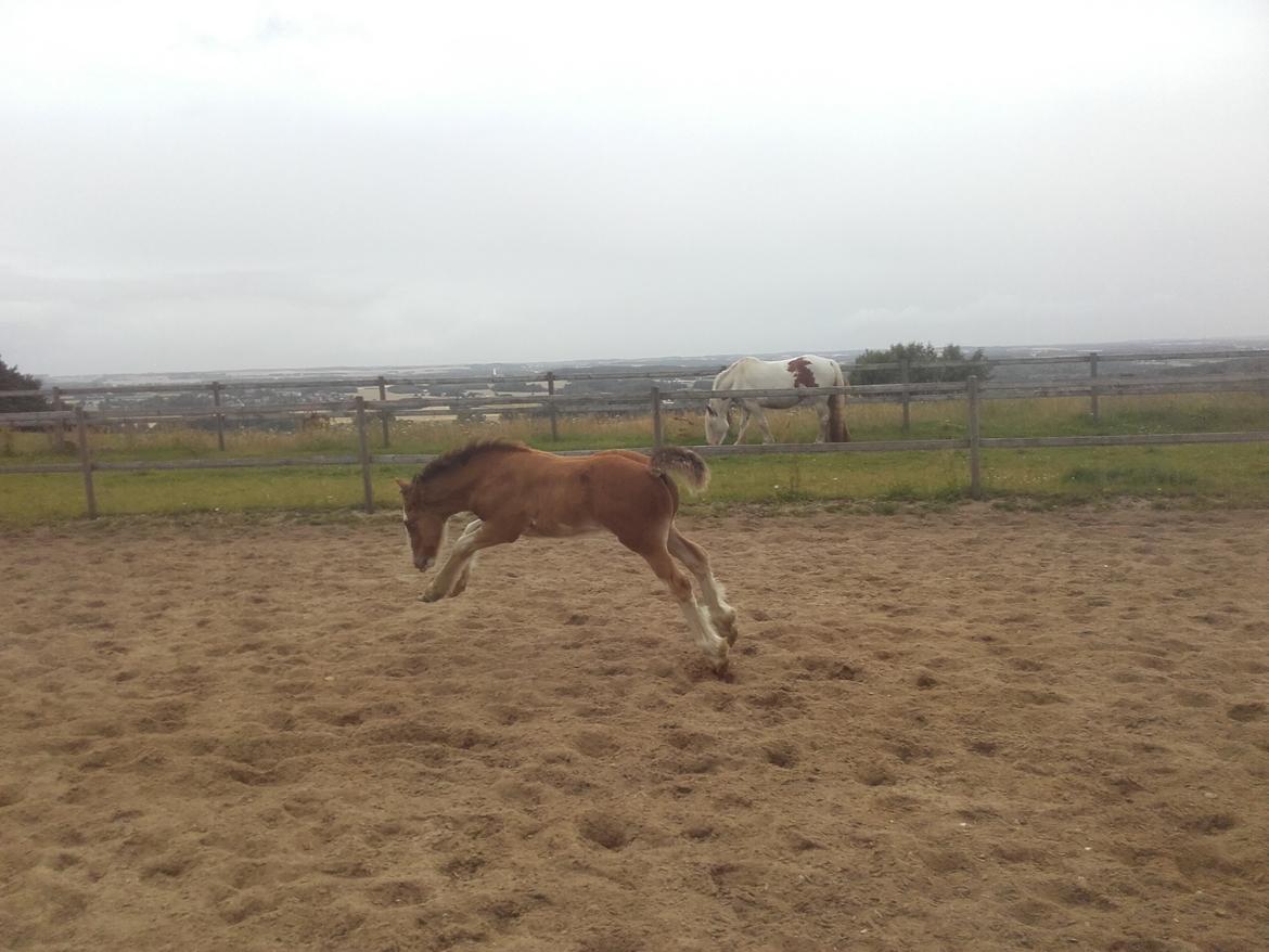 Irish Cob Sir Reje billede 12