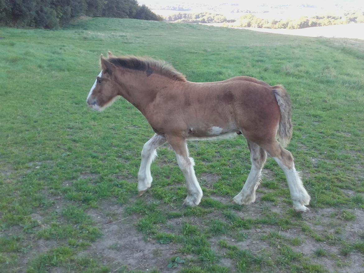 Irish Cob Sir Reje billede 14