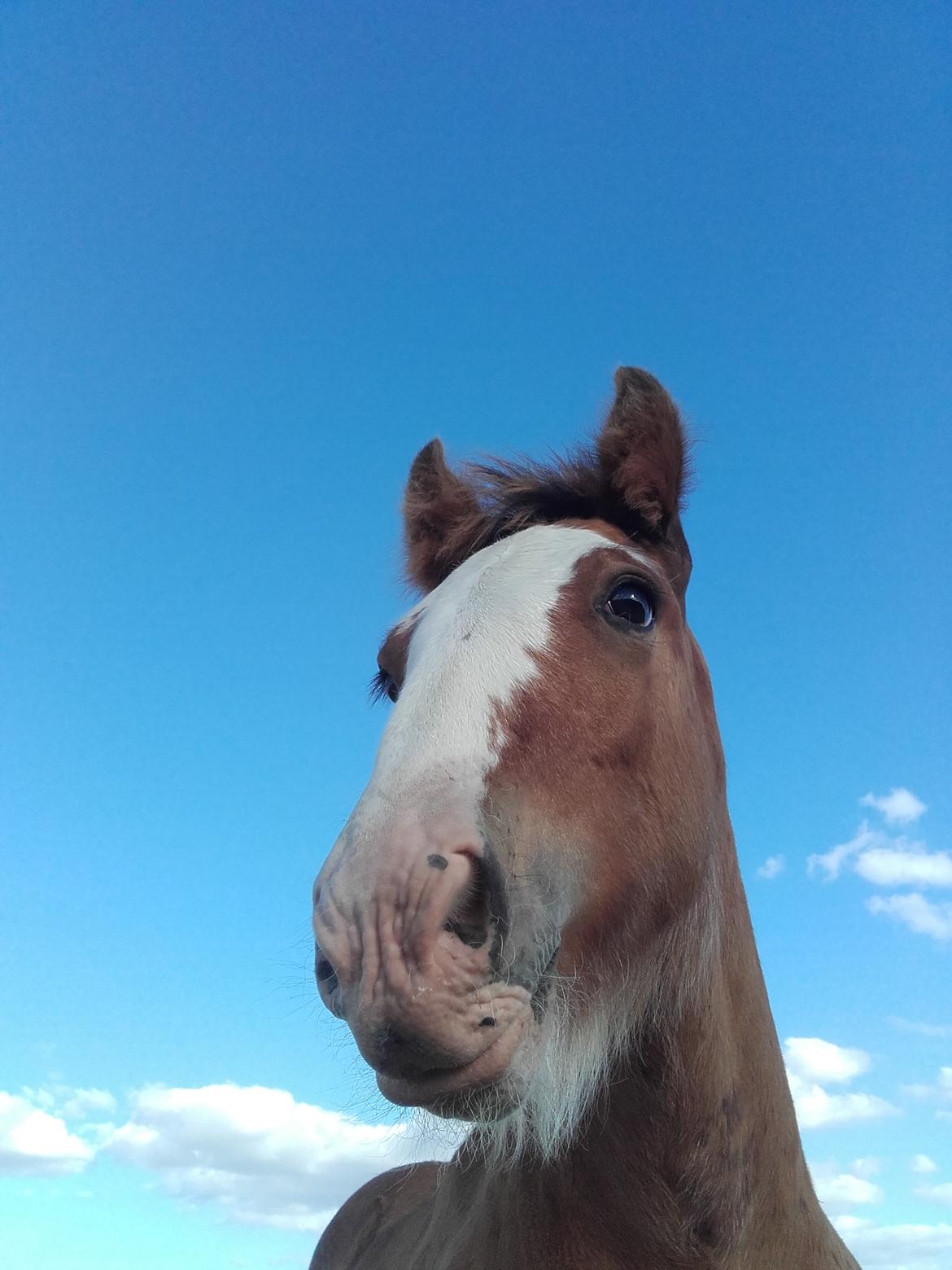 Irish Cob Sir Reje billede 15