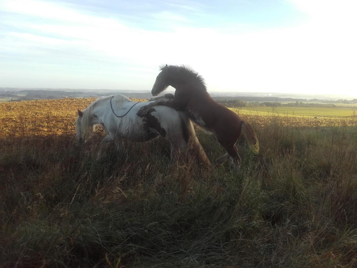 Irish Cob Sir Reje billede 16