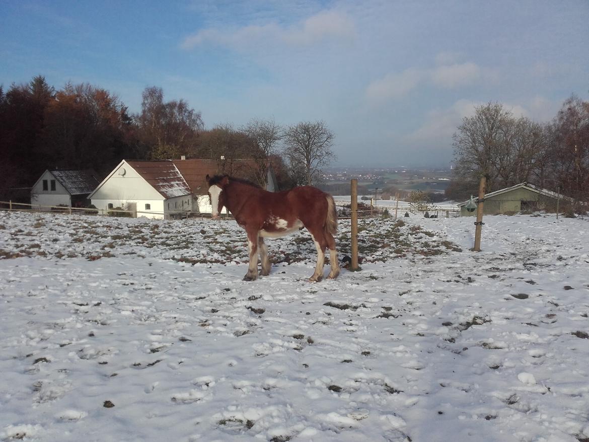 Irish Cob Sir Reje billede 17