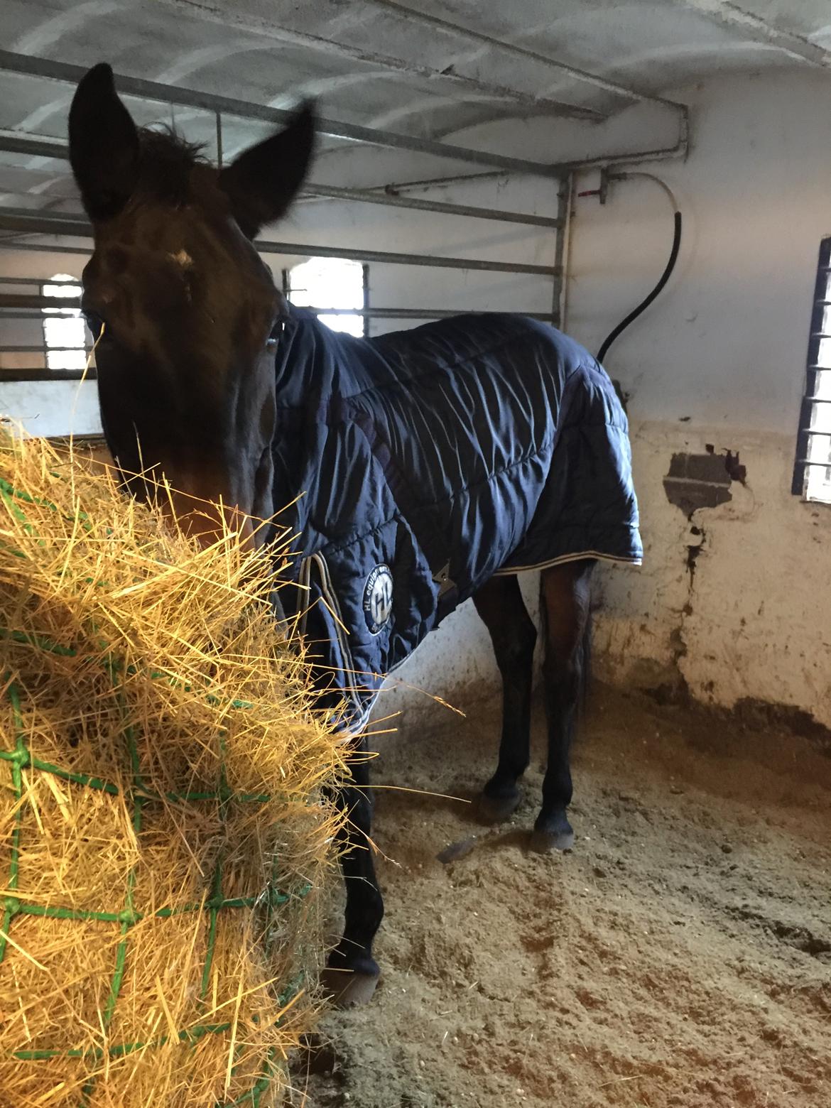 Anden særlig race Nanna Zickora billede 1