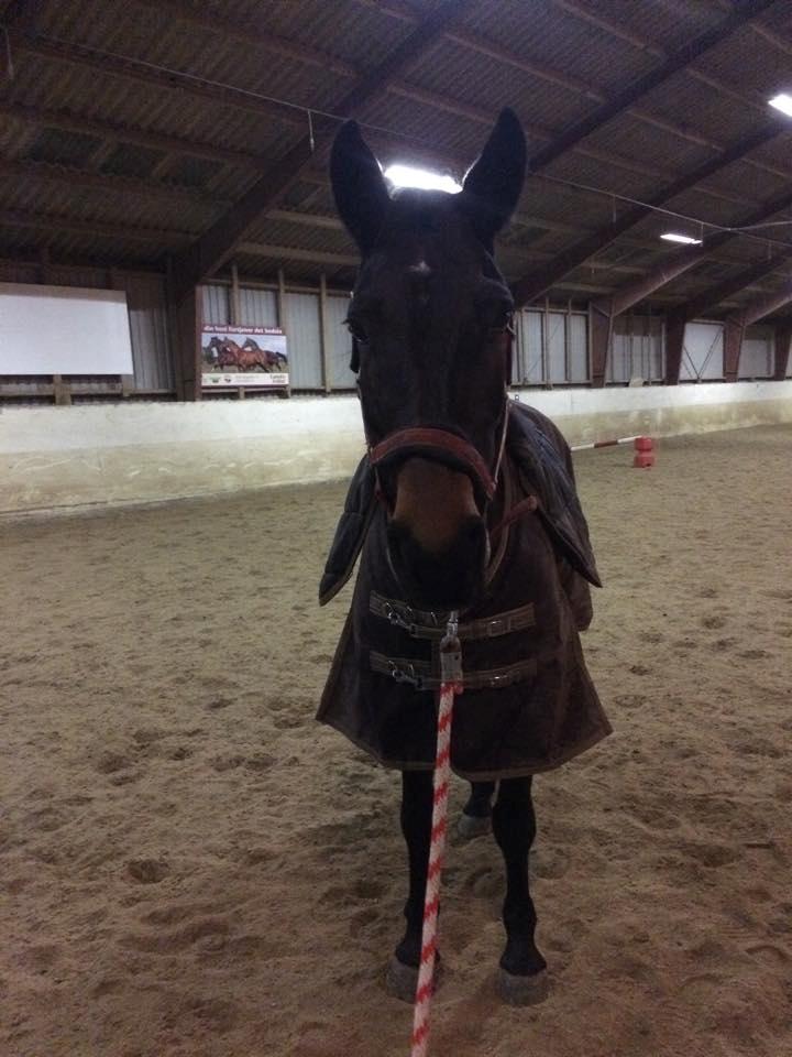 Anden særlig race Nanna Zickora billede 2