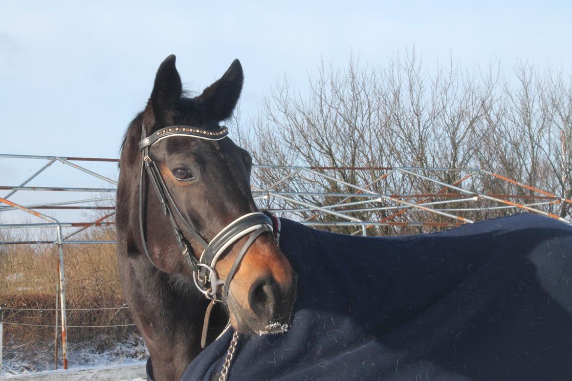 Anden særlig race Nanna Zickora billede 8