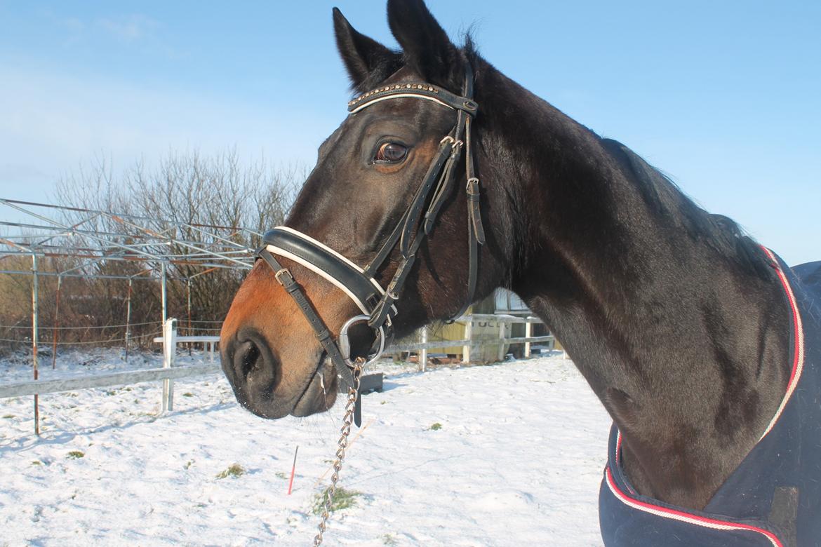 Anden særlig race Nanna Zickora billede 9