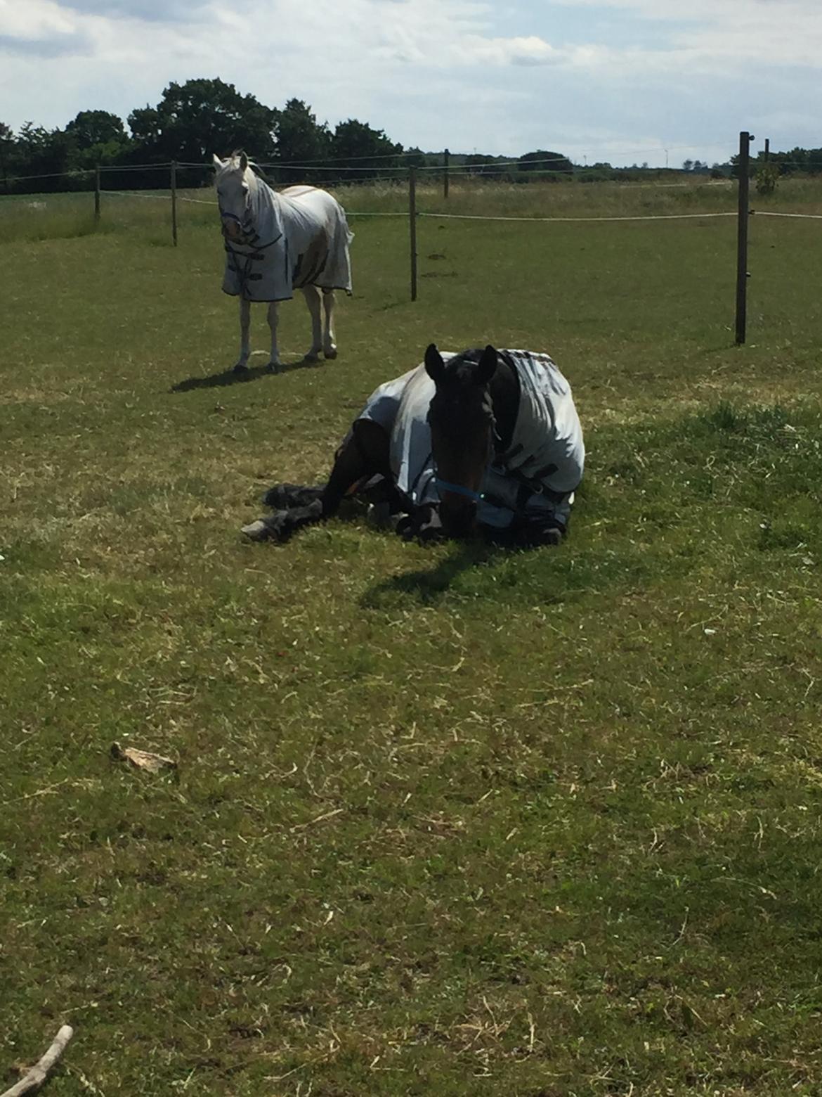 Anden særlig race Nanna Zickora billede 10