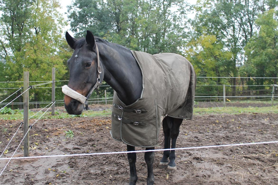 Anden særlig race Nanna Zickora billede 16