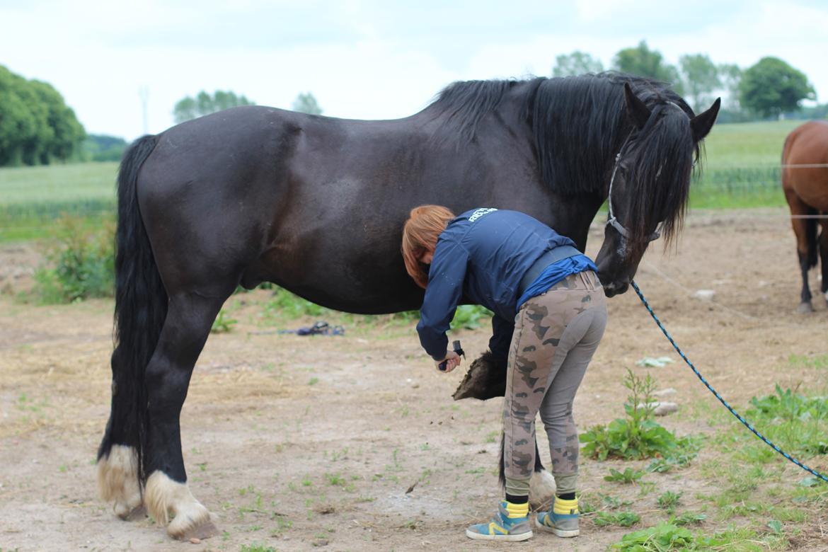 Anden særlig race Sir Lancelot Soleil billede 5