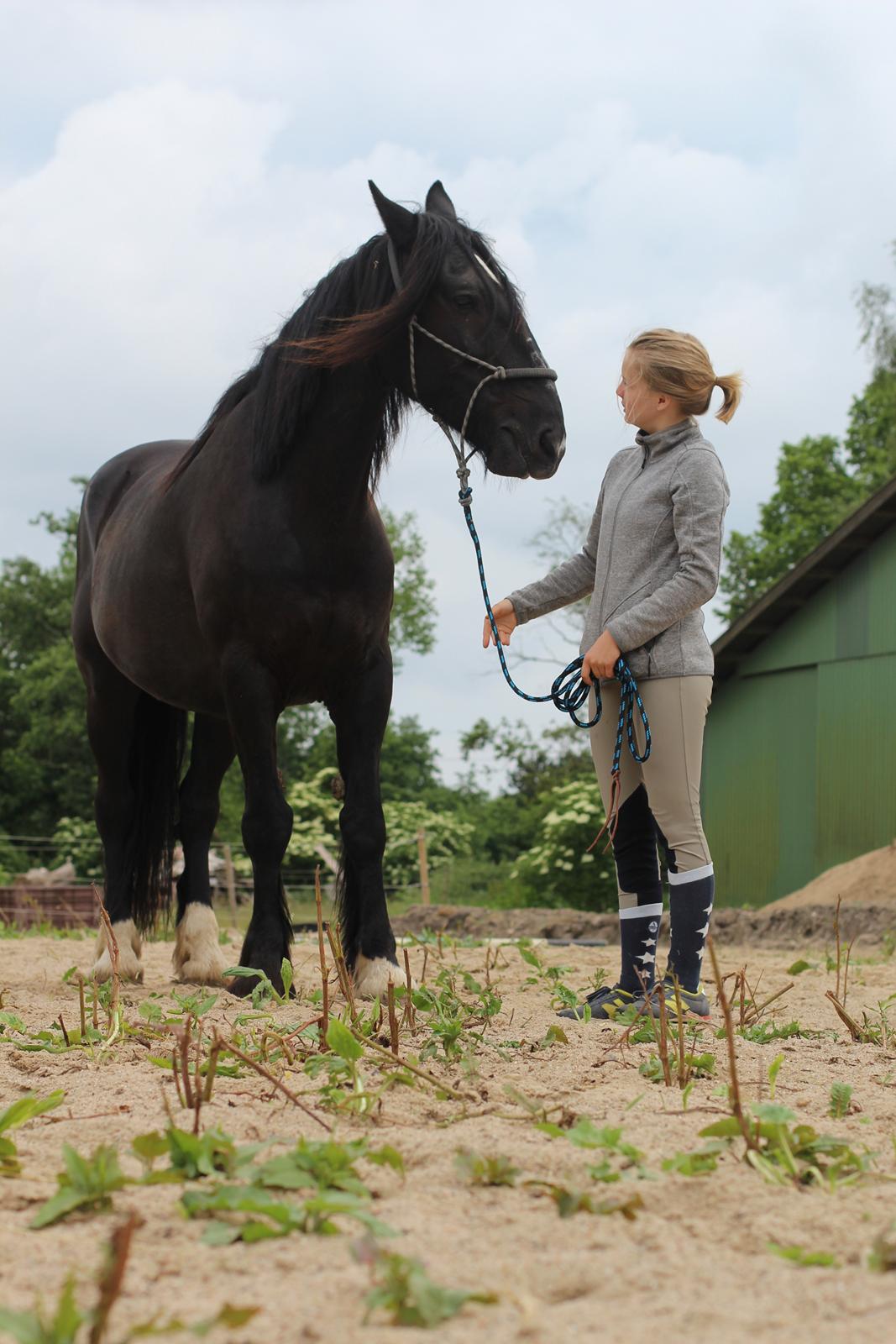 Anden særlig race Sir Lancelot Soleil billede 7