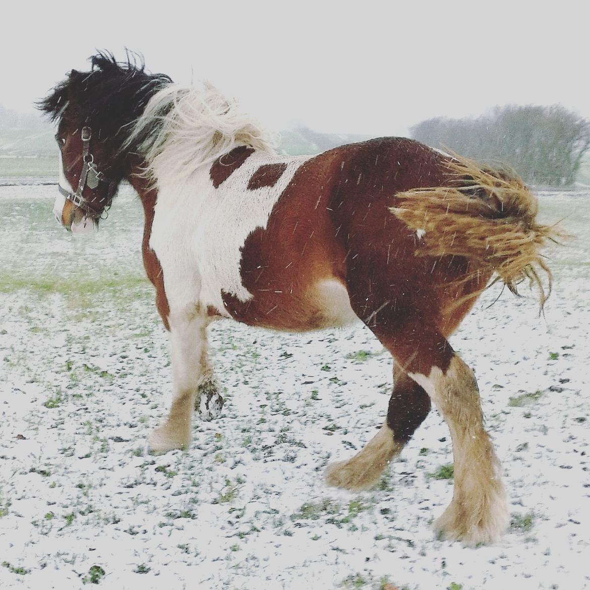 Irish Cob Molly  billede 17