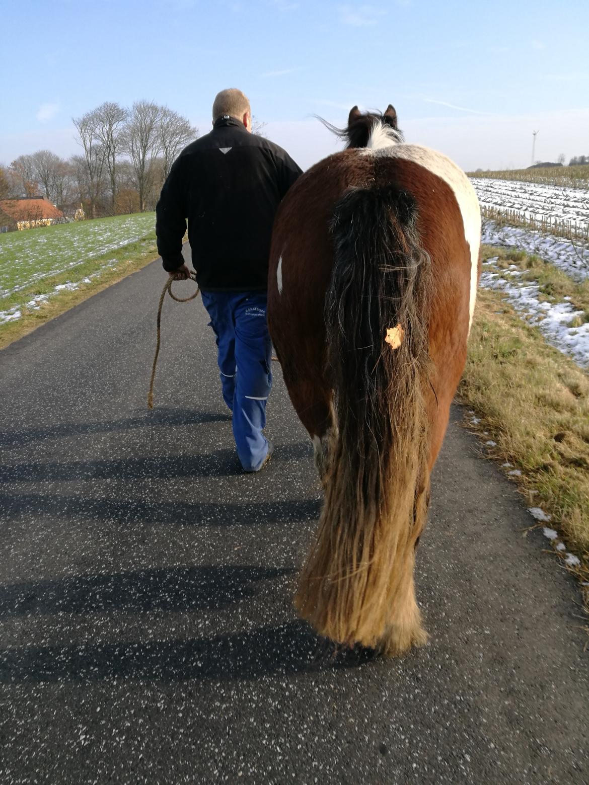 Irish Cob Molly  billede 6