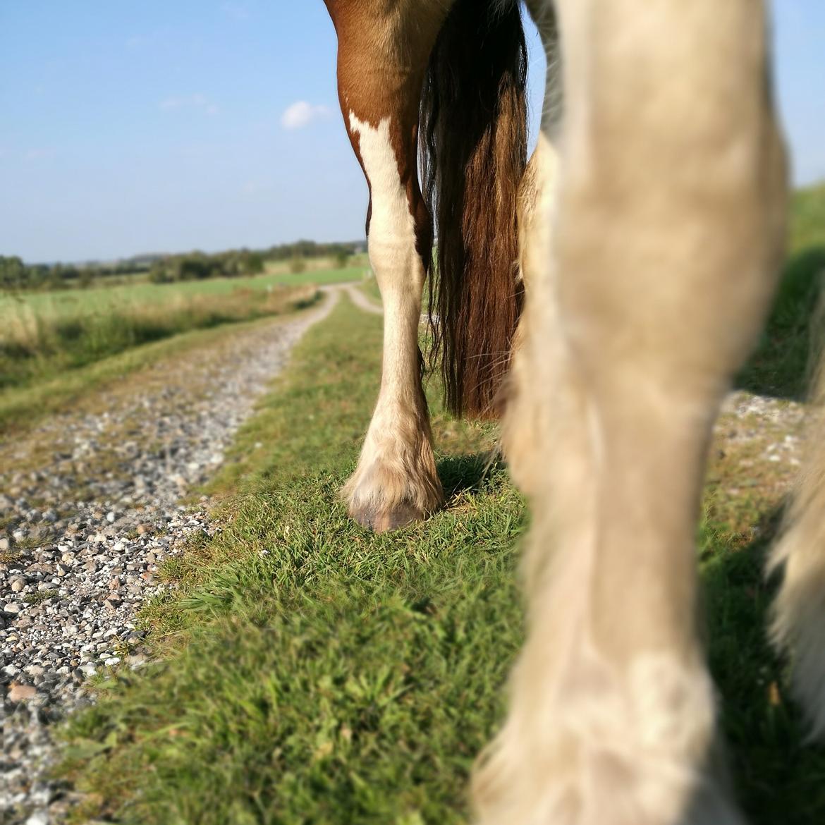 Irish Cob Molly  billede 8