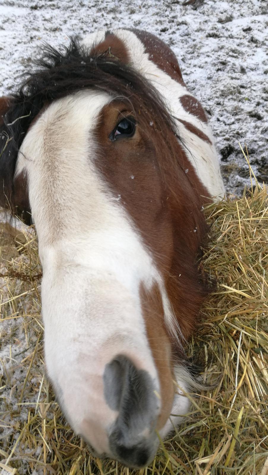 Irish Cob Molly  billede 18