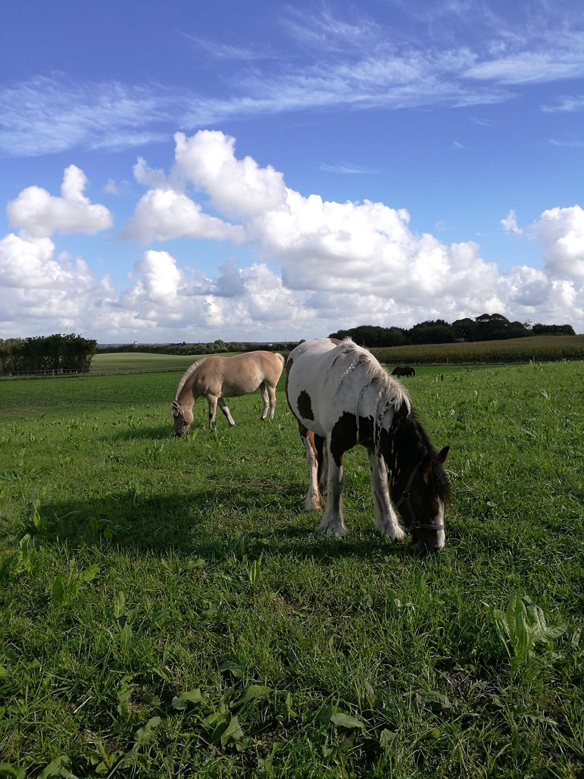 Irish Cob Molly  billede 10