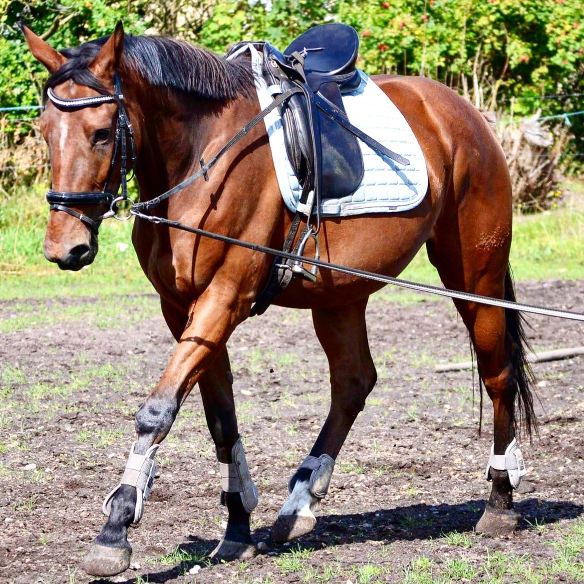 Anden særlig race Sofus billede 10