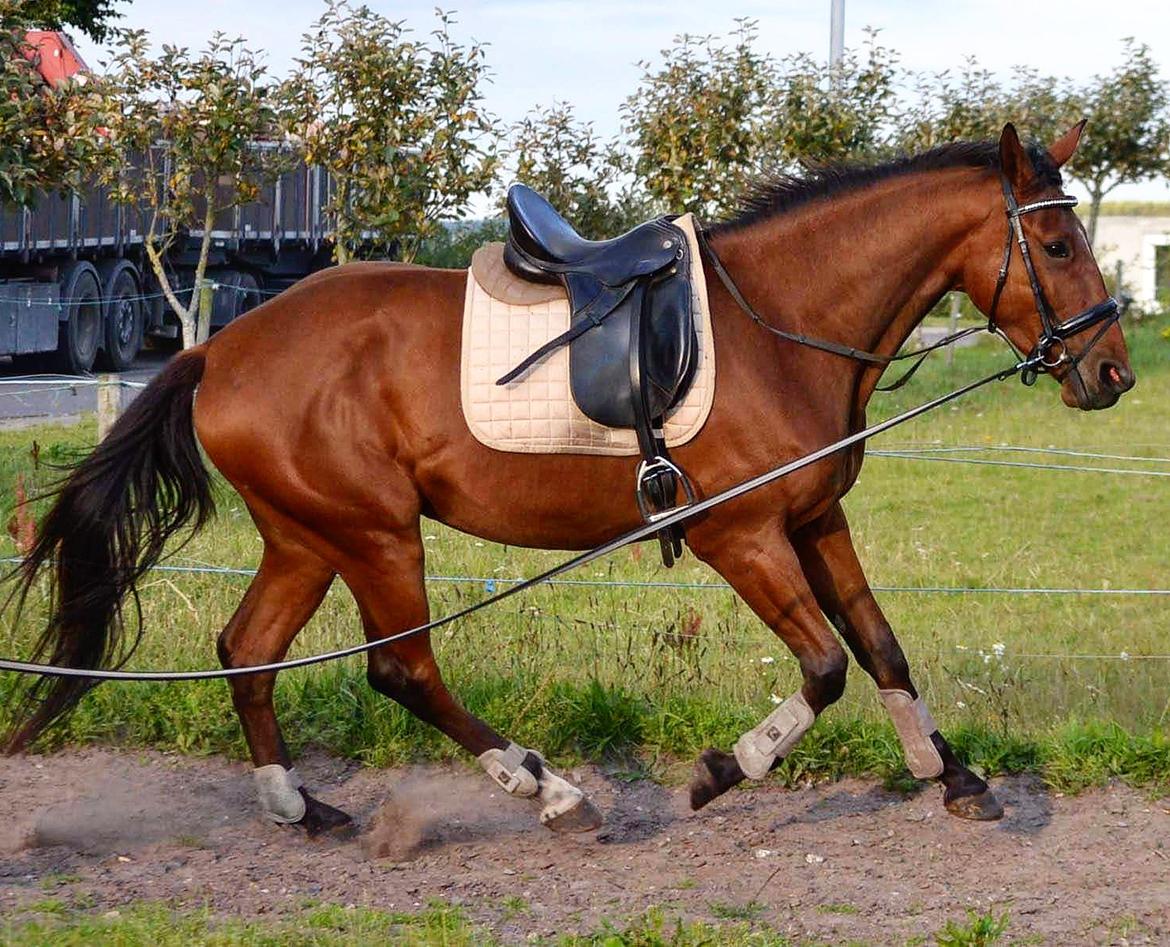 Anden særlig race Sofus billede 5