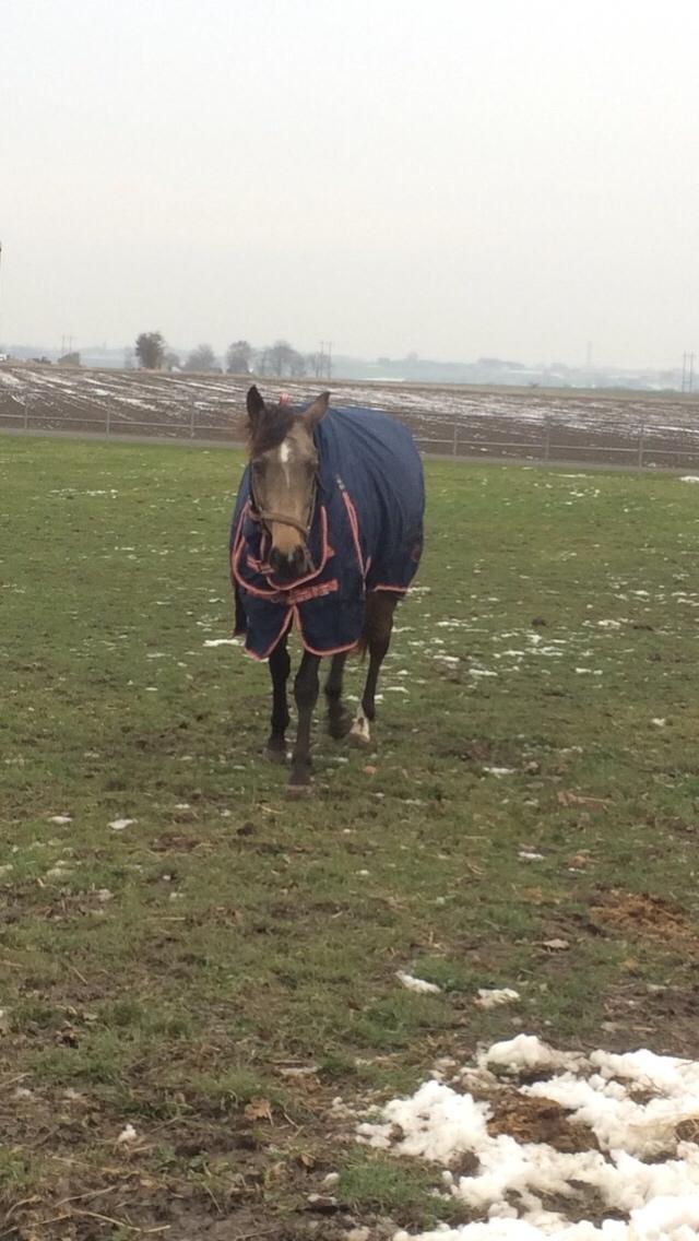 Tysk Oldenburger Libelle Blue billede 8