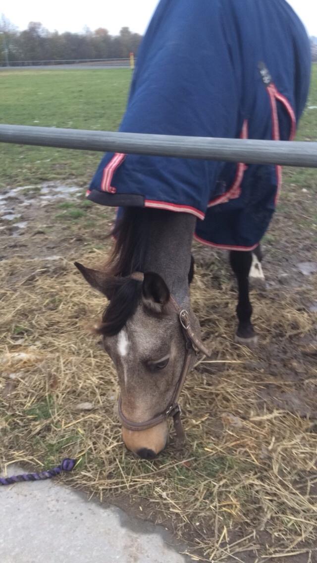 Tysk Oldenburger Libelle Blue billede 9