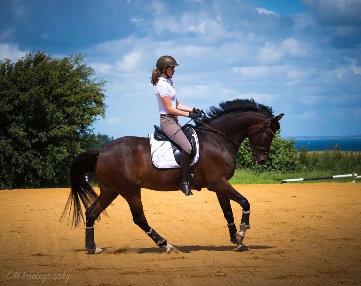 Dansk Varmblod Demi af Hedensminde billede 8