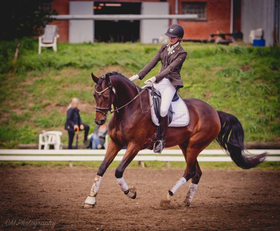 Dansk Varmblod Demi af Hedensminde billede 4